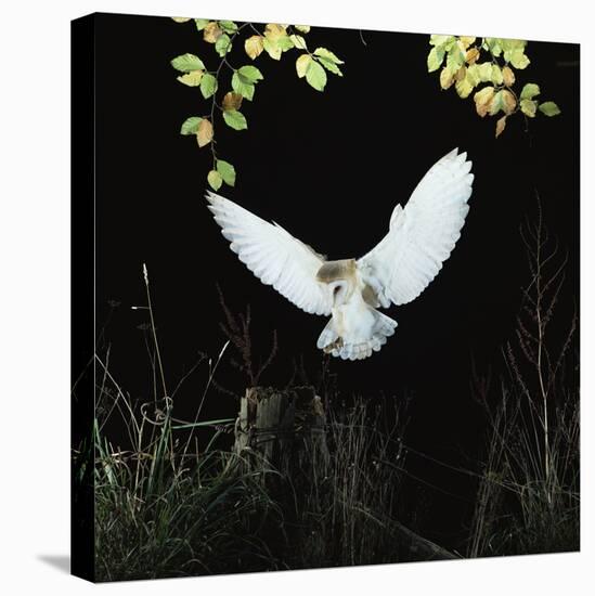 Barn Owl-null-Stretched Canvas