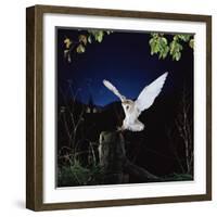 Barn Owl-null-Framed Photographic Print