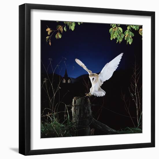 Barn Owl-null-Framed Photographic Print