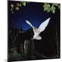 Barn Owl-null-Mounted Photographic Print