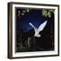 Barn Owl-null-Framed Premium Photographic Print