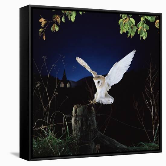 Barn Owl-null-Framed Stretched Canvas