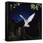 Barn Owl-null-Framed Stretched Canvas