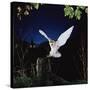 Barn Owl-null-Stretched Canvas