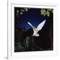 Barn Owl-null-Framed Photographic Print