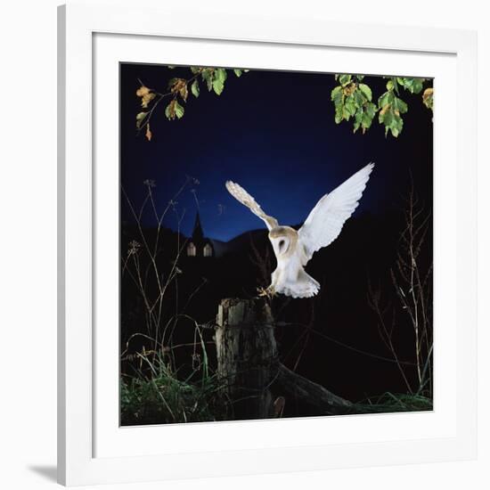 Barn Owl-null-Framed Photographic Print