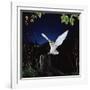 Barn Owl-null-Framed Photographic Print