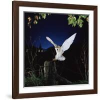 Barn Owl-null-Framed Photographic Print