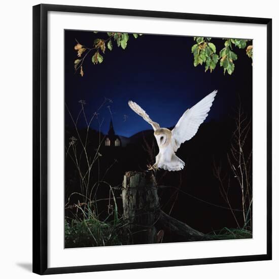 Barn Owl-null-Framed Photographic Print