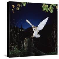 Barn Owl-null-Stretched Canvas