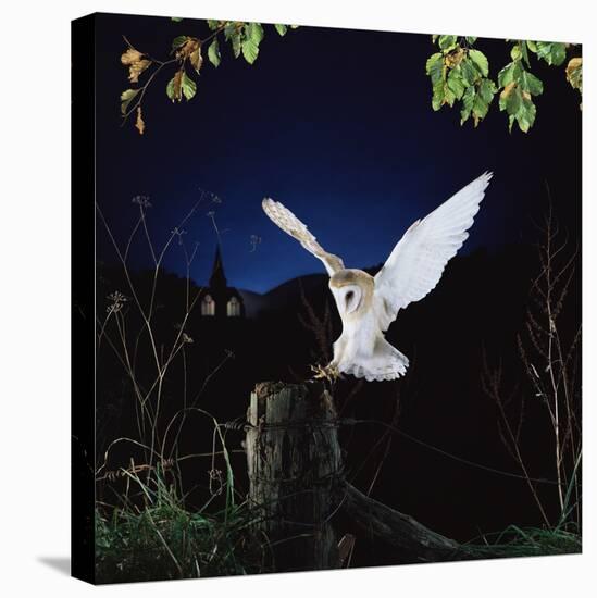Barn Owl-null-Stretched Canvas