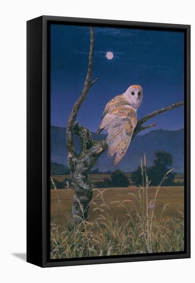 Barn Owl-Simon Cook-Framed Stretched Canvas