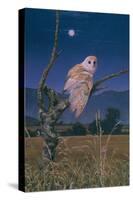 Barn Owl-Simon Cook-Stretched Canvas