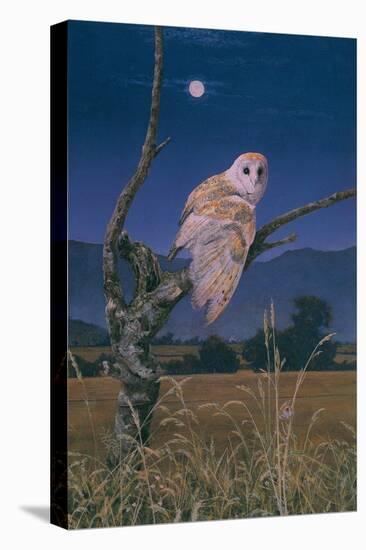 Barn Owl-Simon Cook-Stretched Canvas