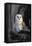 Barn Owl-Lantern Press-Framed Stretched Canvas