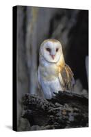 Barn Owl-Lantern Press-Stretched Canvas