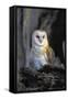 Barn Owl-Lantern Press-Framed Stretched Canvas