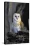 Barn Owl-Lantern Press-Stretched Canvas