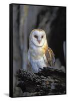 Barn Owl-Lantern Press-Framed Stretched Canvas