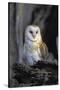 Barn Owl-Lantern Press-Stretched Canvas