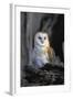 Barn Owl-Lantern Press-Framed Art Print