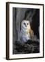 Barn Owl-Lantern Press-Framed Art Print