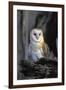 Barn Owl-Lantern Press-Framed Art Print