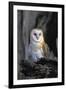 Barn Owl-Lantern Press-Framed Art Print