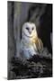 Barn Owl-Lantern Press-Mounted Art Print