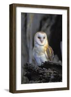 Barn Owl-Lantern Press-Framed Art Print
