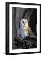 Barn Owl-Lantern Press-Framed Art Print