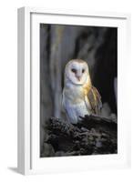 Barn Owl-Lantern Press-Framed Art Print