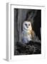 Barn Owl-Lantern Press-Framed Art Print