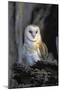 Barn Owl-Lantern Press-Mounted Art Print