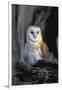 Barn Owl-Lantern Press-Framed Art Print