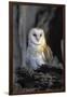 Barn Owl-Lantern Press-Framed Art Print