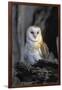 Barn Owl-Lantern Press-Framed Art Print