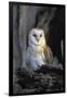 Barn Owl-Lantern Press-Framed Art Print