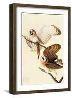 Barn Owl-John James Audubon-Framed Art Print