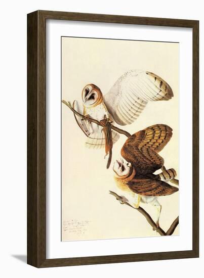 Barn Owl-John James Audubon-Framed Art Print