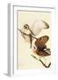 Barn Owl-John James Audubon-Framed Art Print