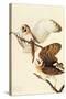 Barn Owl-John James Audubon-Stretched Canvas