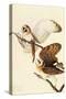 Barn Owl-John James Audubon-Stretched Canvas