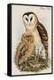 Barn Owl-John Gould-Framed Stretched Canvas