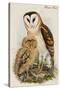 Barn Owl-John Gould-Stretched Canvas