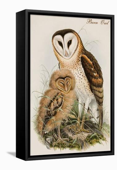 Barn Owl-John Gould-Framed Stretched Canvas