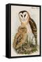 Barn Owl-John Gould-Framed Stretched Canvas