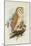 Barn Owl-Henry Constantine Richter-Mounted Giclee Print