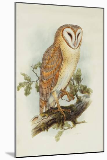 Barn Owl-Henry Constantine Richter-Mounted Giclee Print