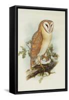 Barn Owl-Henry Constantine Richter-Framed Stretched Canvas